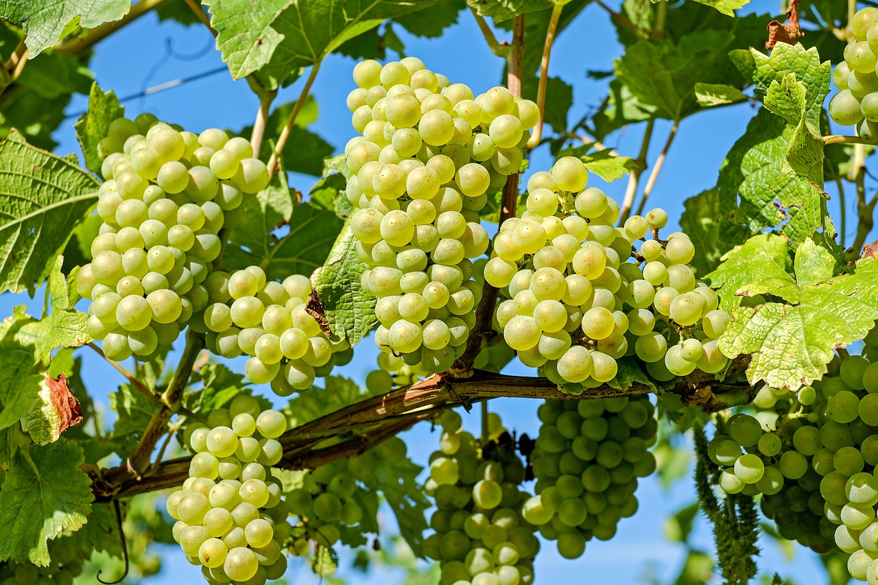 grapes-2656259_1280