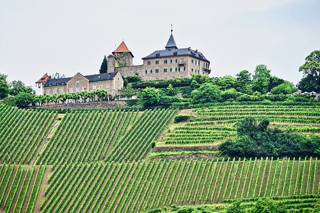 vineyard-6796239_640
